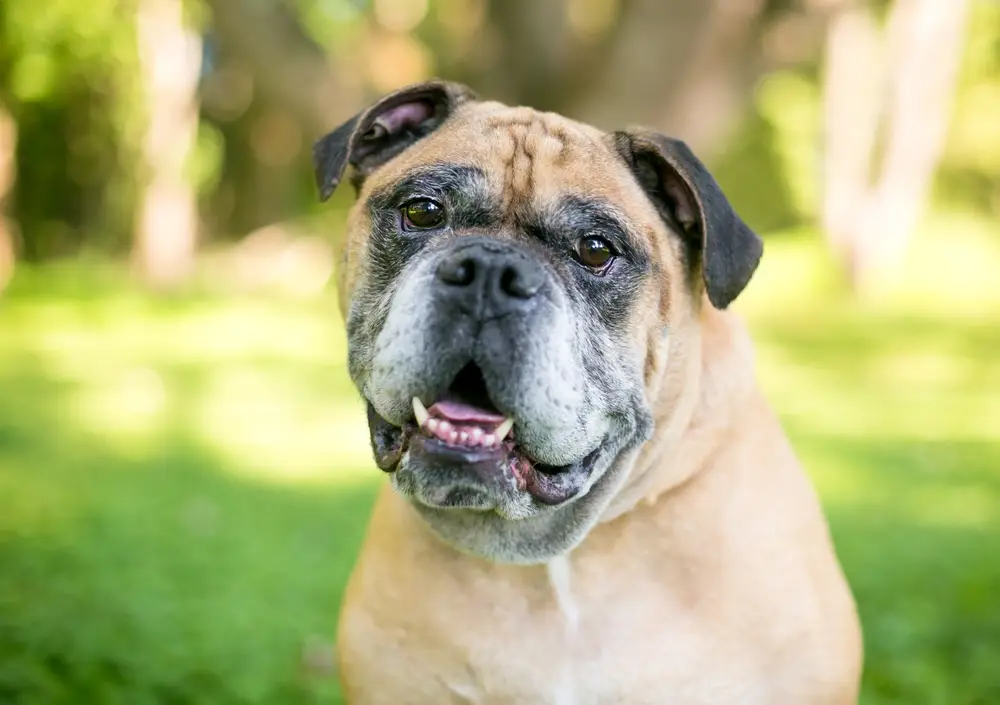 Read more about the article Victorian Bulldog: A Detailed Breed Profile