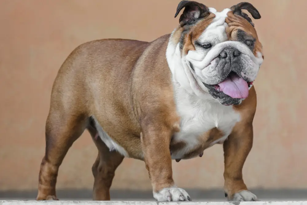 Read more about the article The Ultimate English Bulldog Breed Profile: History, Temperament, and Care