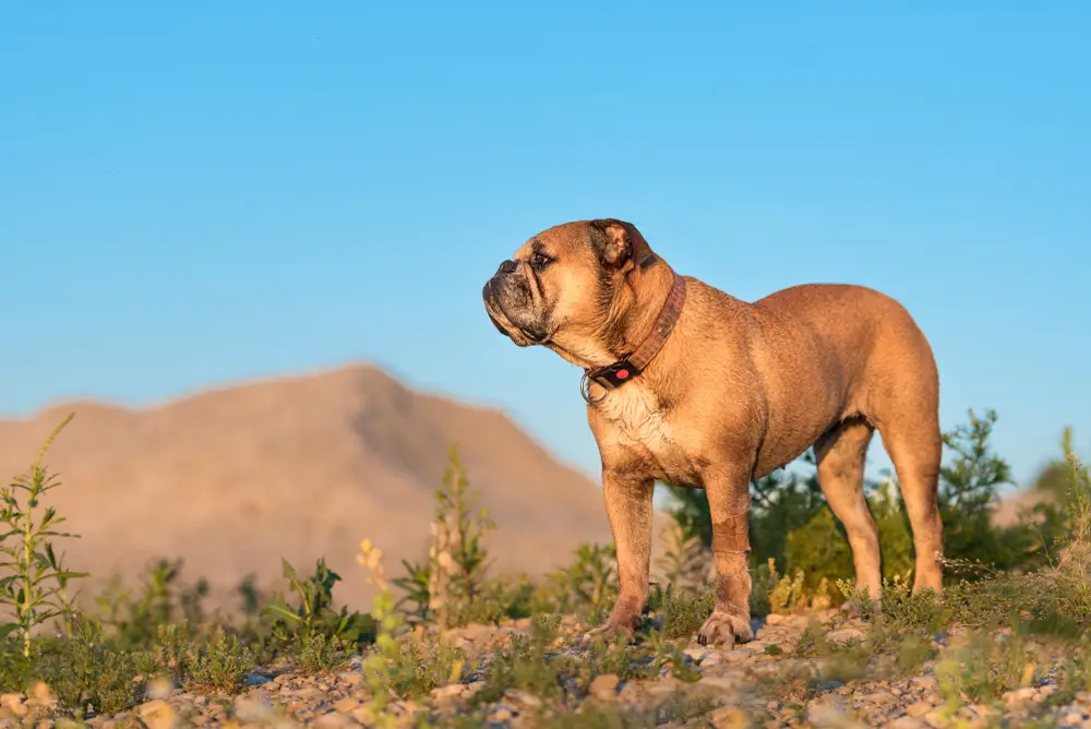 Read more about the article Continental Bulldog: A Detailed Breed Profile