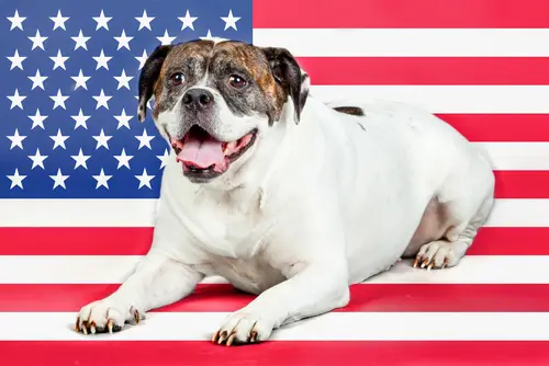 Read more about the article The Ultimate American Bulldog Breed Profile: History, Traits, and Care