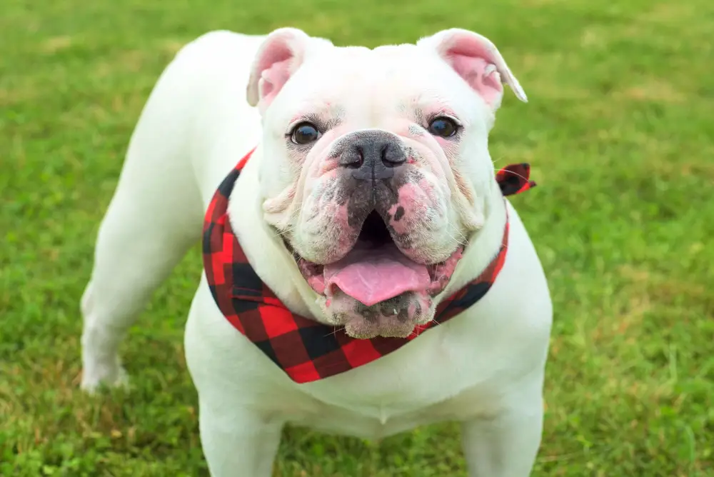 Read more about the article Australian Bulldog: A Complete Breed Profile