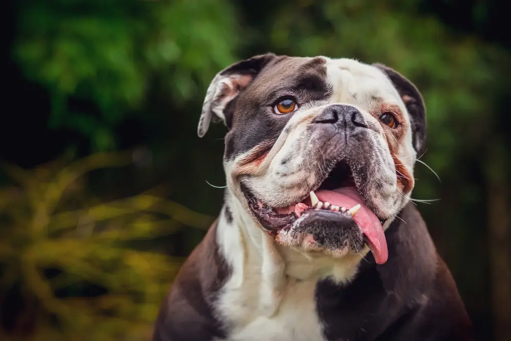 Read more about the article Olde English Bulldogge Breed Profile: History, Traits, and Care