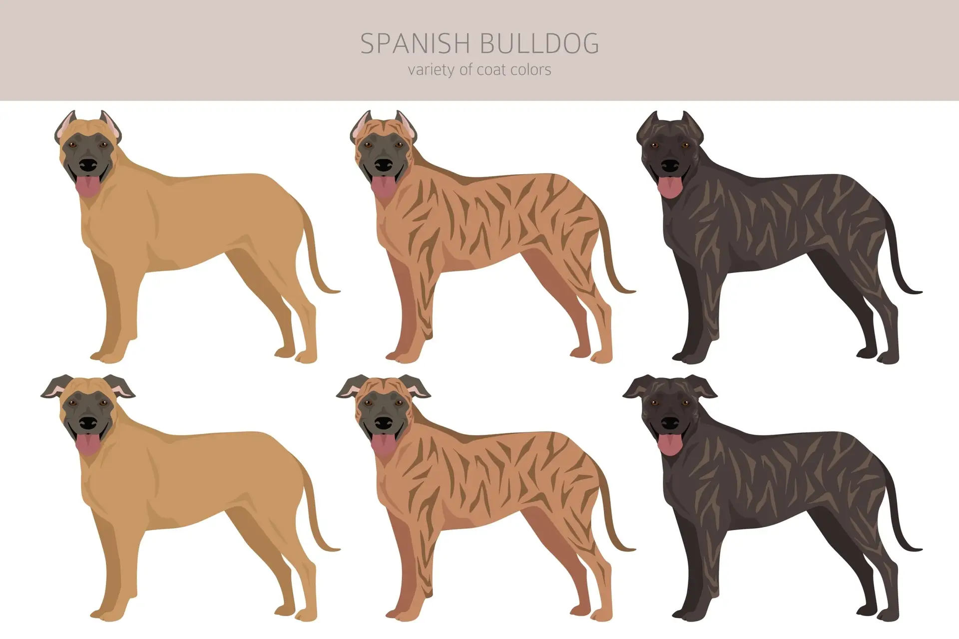 Read more about the article Alano Español: A Complete Breed Profile of the Spanish Bulldog