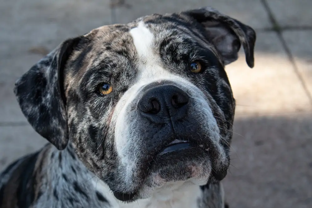 Read more about the article Alapaha Blue Blood Bulldog: Breed Profile, Traits, and Care