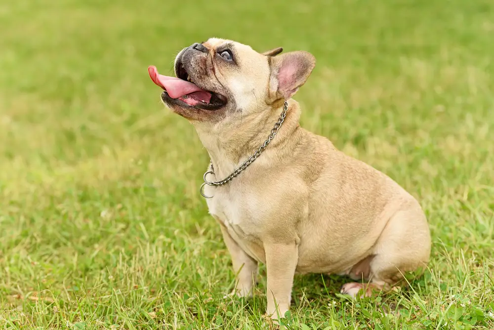 Read more about the article The Ultimate French Bulldog Breed Profile: Temperament, Care, and Fun Facts