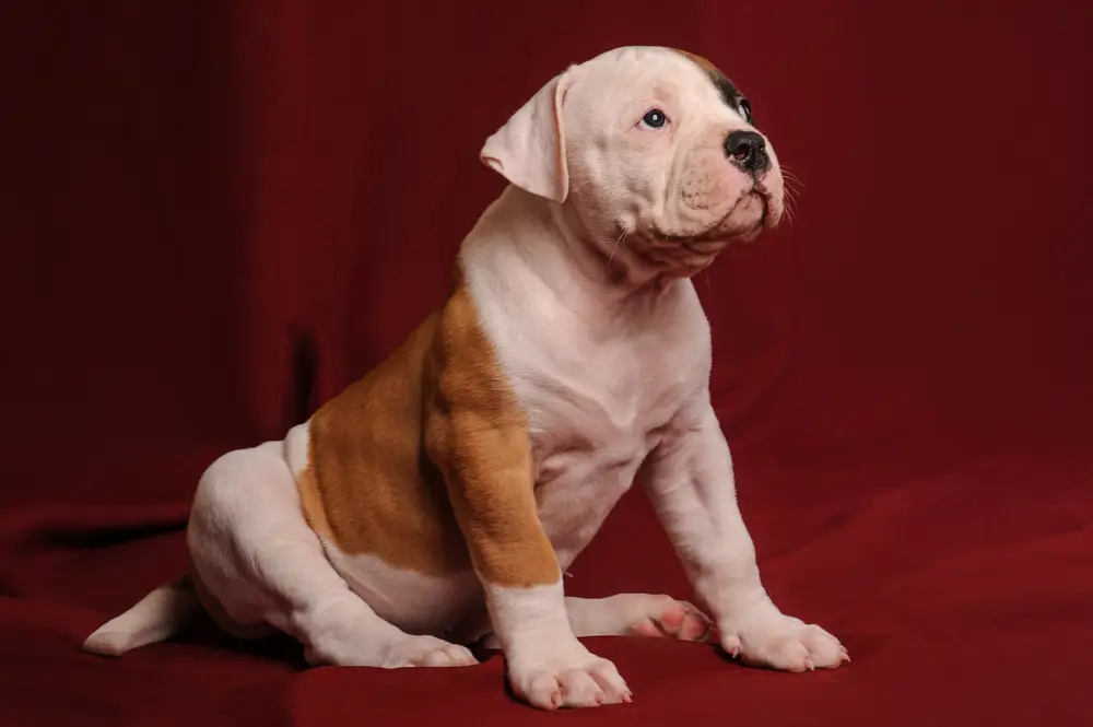 Read more about the article Catahoula Bulldog: A Comprehensive Breed Profile