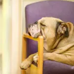 How to Stop Your Bulldog from Chewing on Furniture: Effective Training Tips