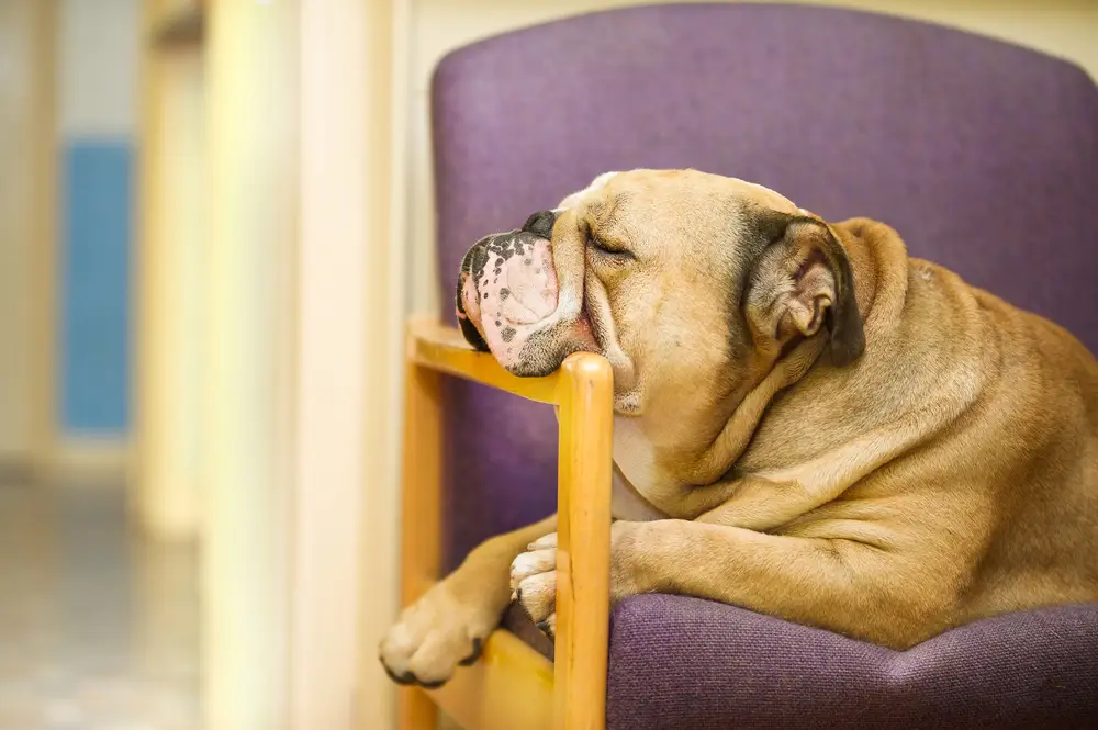 You are currently viewing How to Stop Your Bulldog from Chewing on Furniture: Effective Training Tips