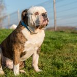 The Ultimate Guide to Bulldog Breeds: From English to Exotic Variants”