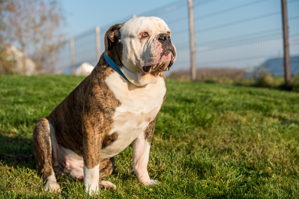 Read more about the article The Ultimate Guide to Bulldog Breeds: From English to Exotic Variants”