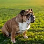 Understanding Bulldog Breathing Issues and How to Help