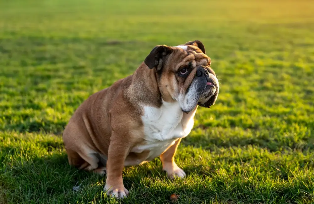 Read more about the article Understanding Bulldog Breathing Issues and How to Help